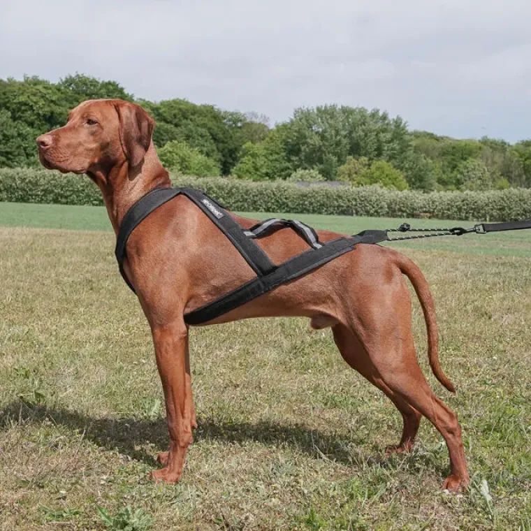 Hundeseler|Løbeturen^Ollipet X-Back Løbesele