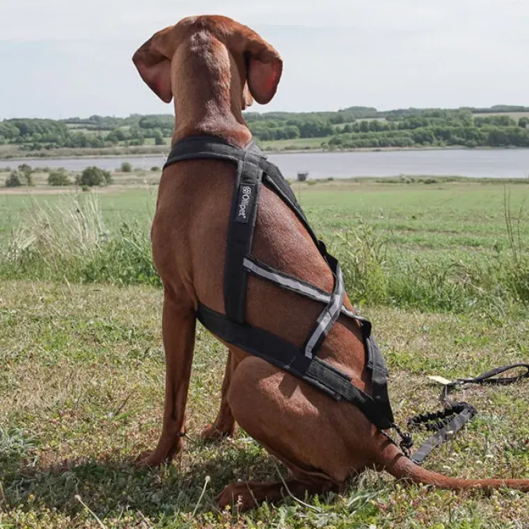 Hundeseler|Løbeturen^Ollipet X-Back Løbesele