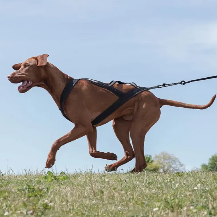 Hundeseler|Løbeturen^Ollipet X-Back Løbesele