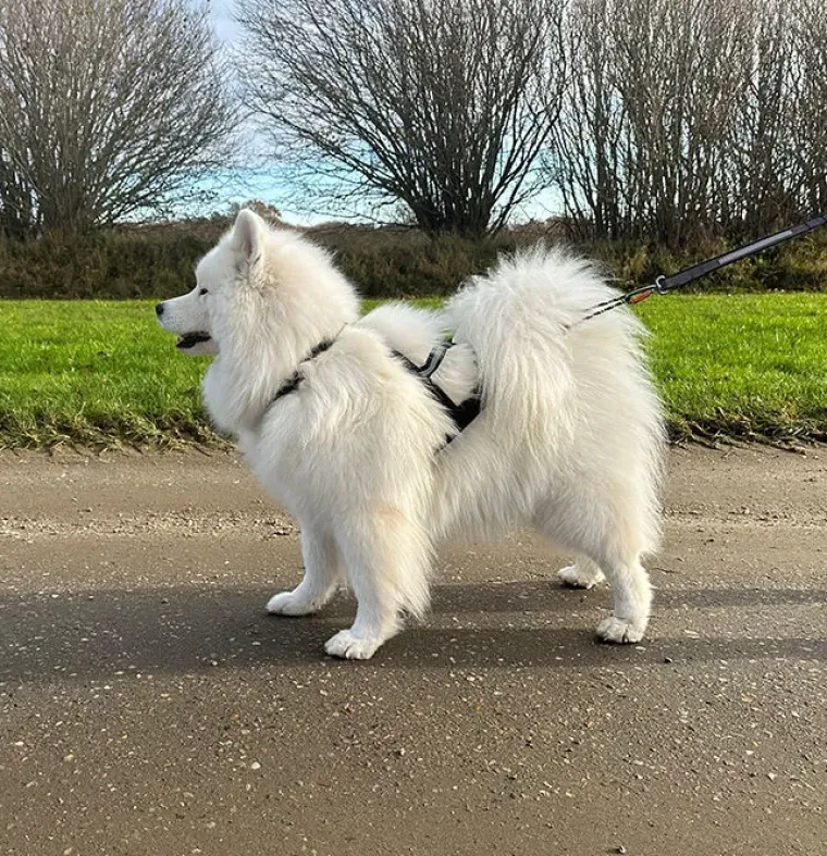 Hundeseler|Løbeturen^Ollipet X-Back Løbesele