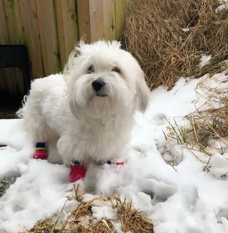 Efterårsklar|Hundesko^FashionDoggy Outdoor waterproof pet socks - kort skaft