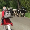 Rygsæk Til Hunde^Ozami Luksus hundetrolley / rygsæk