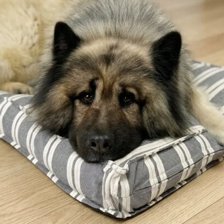 Hundesenge^Ozami stribet Hundemadras