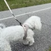 Hundeseler|Hundesnor^ Pakketilbud | Ollipet For Wagging tails sele og snor