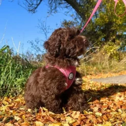 Hundeseler|Hundesnor^ Pakketilbud | Ollipet For Wagging tails sele og snor
