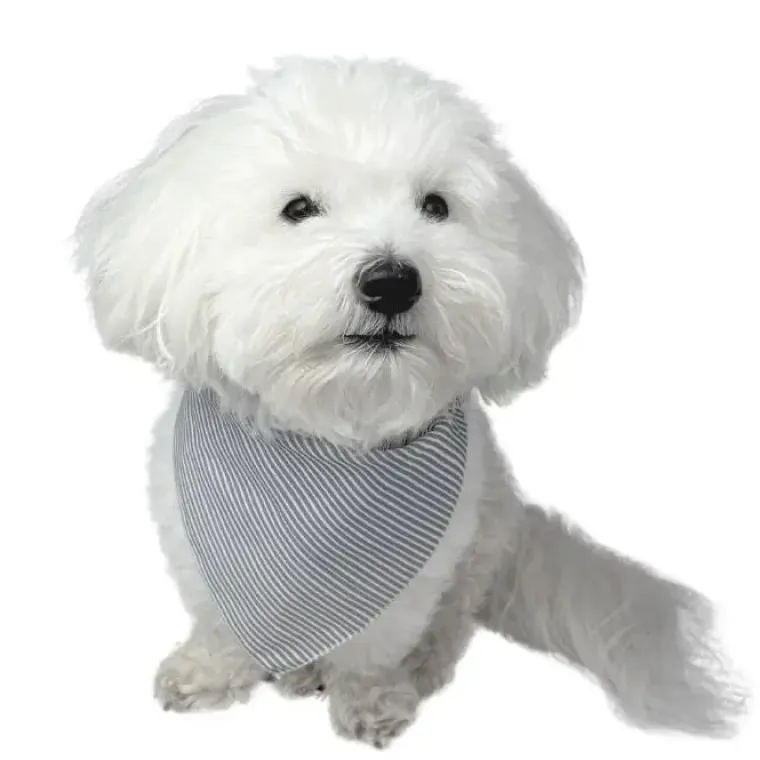 Gaveidéer Til Hundeelskeren|Til Opdrættere^ Pakketilbud | Ollipet shoppingnet og bandana m. striber
