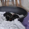 Hundesenge^Savic Plastik Hundekurv | Cosy-Air
