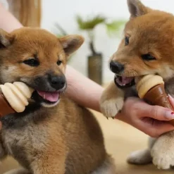 ☀️Sommerklar|Hundeferien^Pup Ice Vaffelis | Vanilje og Peanut Butter 2 stk.
