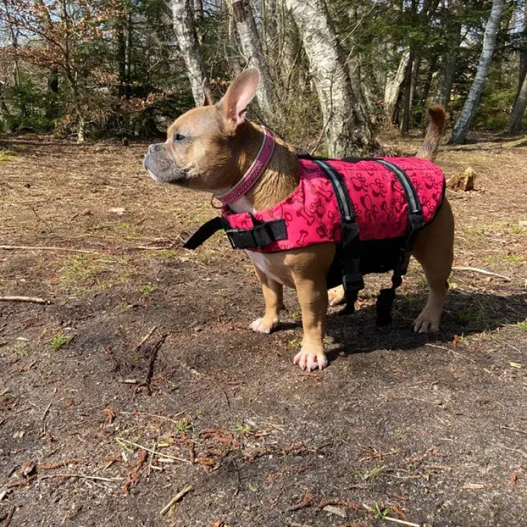 ☀️Sommerklar|Hundeferien^Ollipet Redningsvest til små hunde