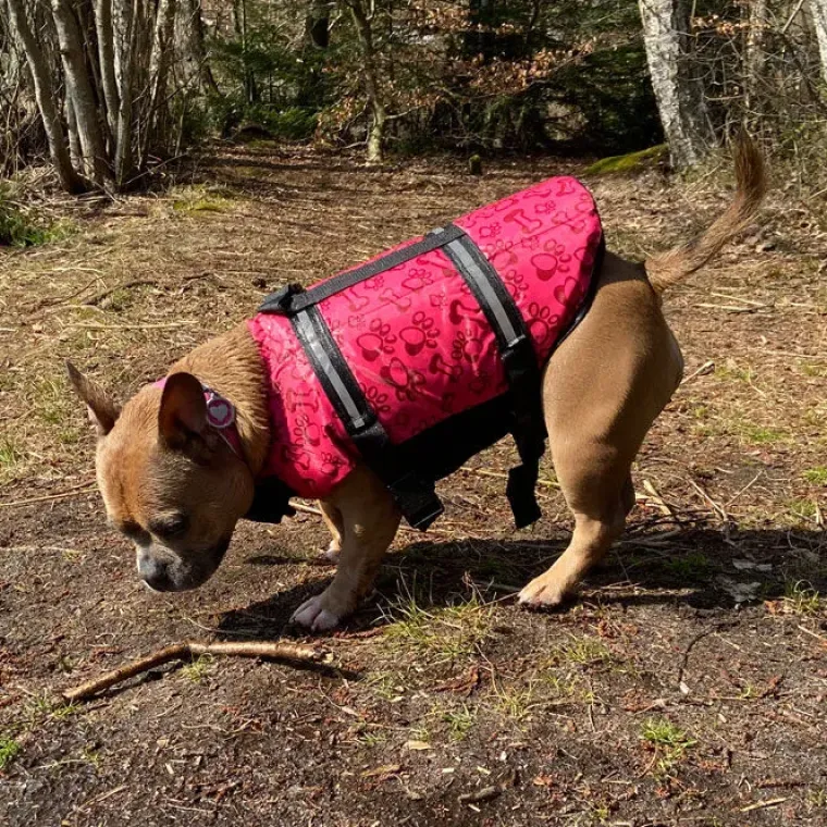 ☀️Sommerklar|Hundeferien^Ollipet Redningsvest til små hunde