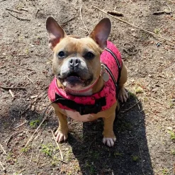 ☀️Sommerklar|Hundeferien^Ollipet Redningsvest til små hunde