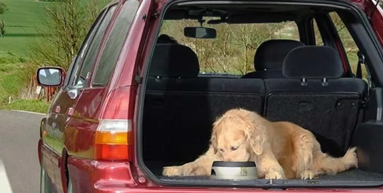 Hundeferien|Madskål Og Vandskål^RoadRefresher | Anti Spild Vandskål