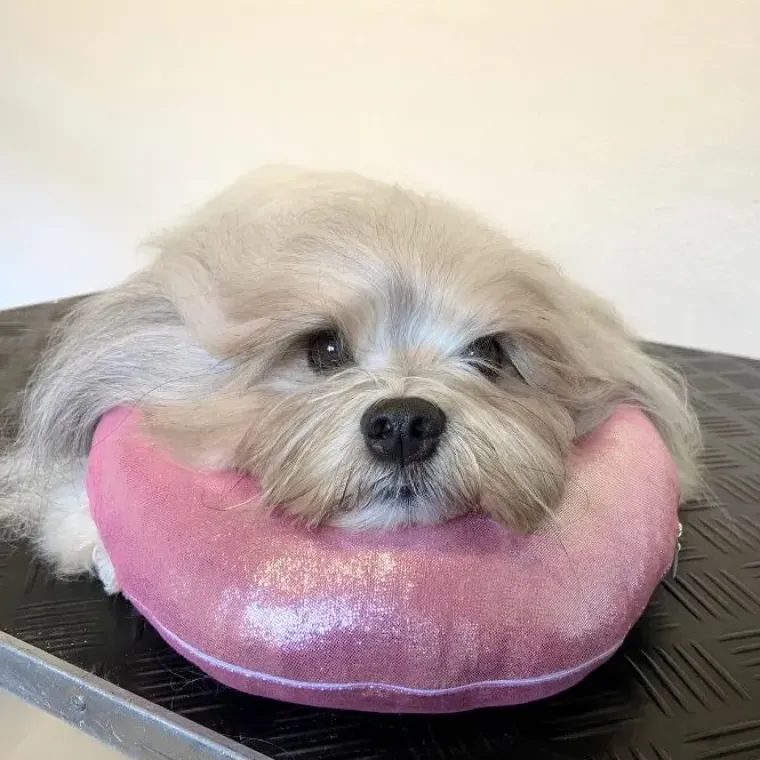 Show Grooming|Pelsplejeredskaber^Show Tech Grooming Pude