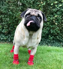 Efterårsklar|Hundesko^FashionDoggy Skridsikre hundestrømper 4 stk. pr. sæt