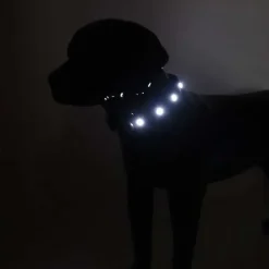 Hundehalsbånd|Løbeturen^Cotonshoppen SOLID LED-halsbånd OUTLET