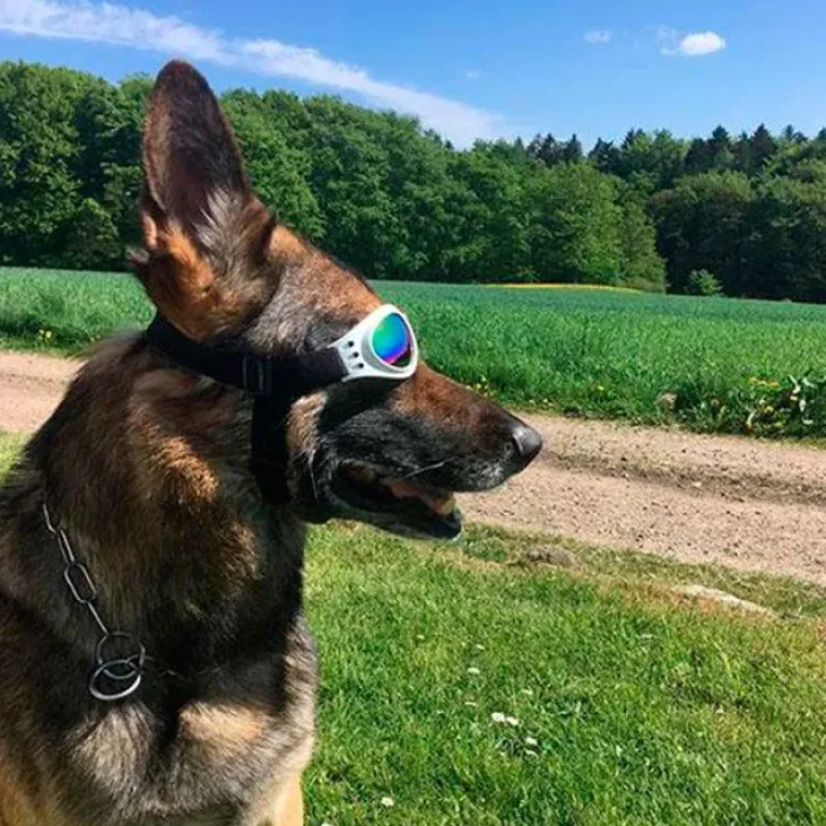 ☀️Sommerklar|Hundeferien^Ollipet SportyDog hundesolbriller