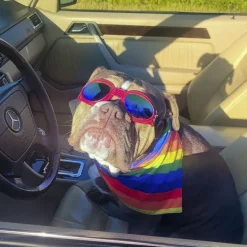 ☀️Sommerklar|Hundeferien^Ollipet SportyDog hundesolbriller