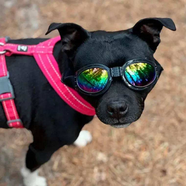 ☀️Sommerklar|Hundeferien^Ollipet SportyDog hundesolbriller