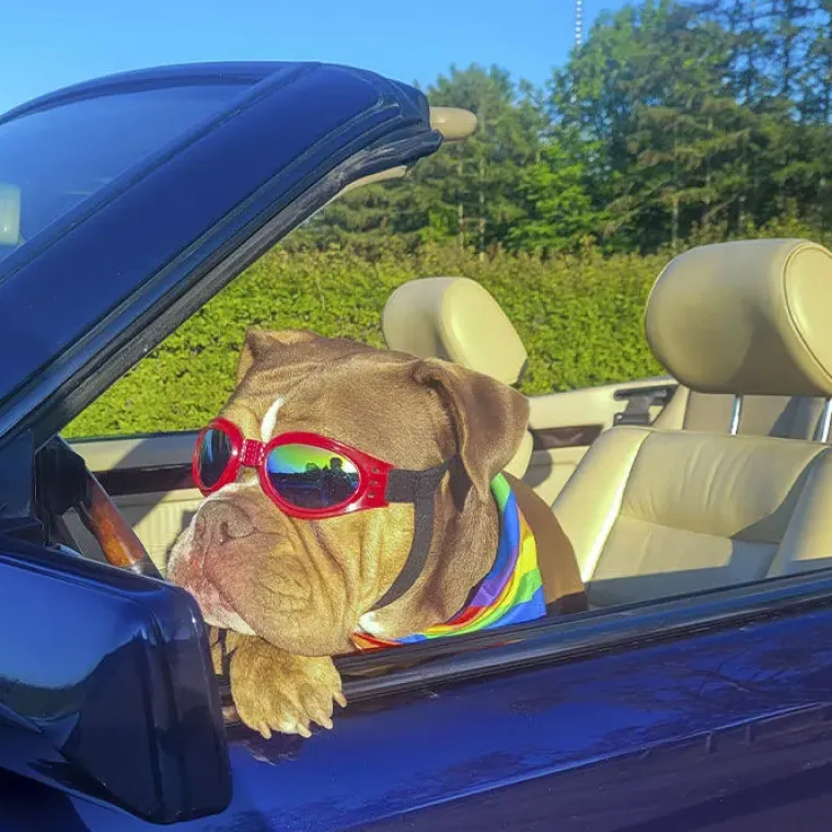 ☀️Sommerklar|Hundeferien^Ollipet SportyDog hundesolbriller