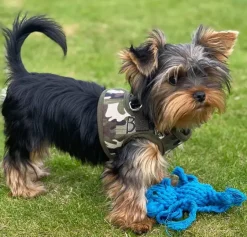 Hundeseler|Hvalpesele Og Hvalpeliner^Tail Up Step in sele |