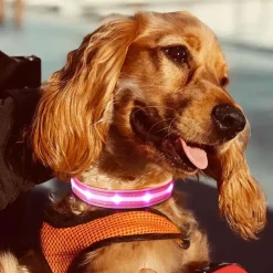Hundehalsbånd|Løbeturen^Cotonshoppen The Dots LED Collar | Halsbånd med LED lys