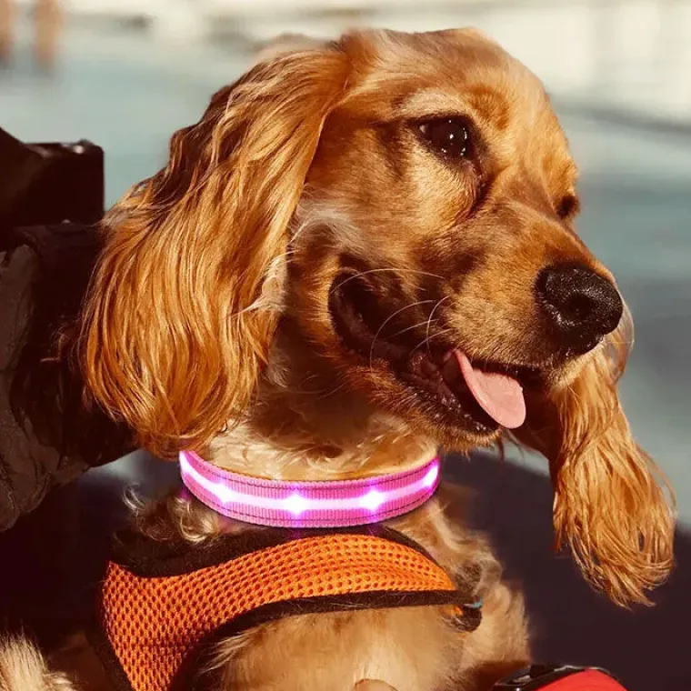 Hundehalsbånd|Løbeturen^Cotonshoppen The Dots LED Collar | Halsbånd med LED lys
