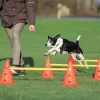 Hundetræning Og Klikker^Trixie Agility forhindringssæt