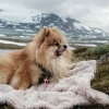 Hundesenge^Trixie Cosy hundetæppe
