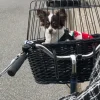Hundeferien|Cykelkurv Til Hund^Trixie cykelkurv sortbejset flet med gitter