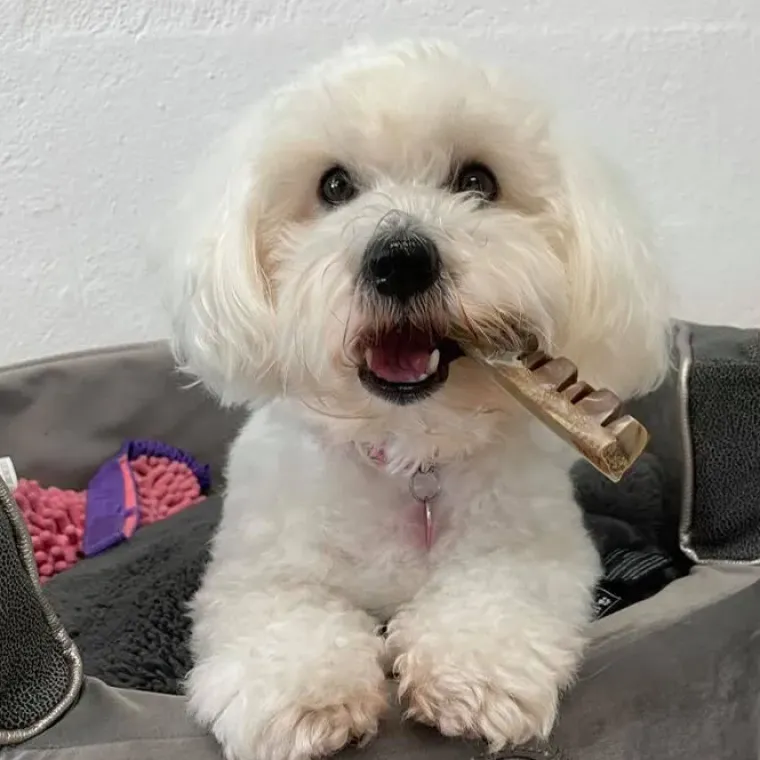 Godbidder Og Gnaveben^Trixie Denta Fun Veggie Jaw Bone