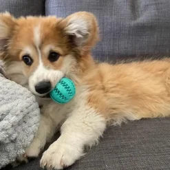 Aktivitetslegetøj Til Hunde|Bolde^Trixie Mintfresh dental bold