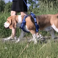 Hundeseler|Hvalpesele Og Hvalpeliner^TrueLove Explosion Proof | LUKSUS Hundesele