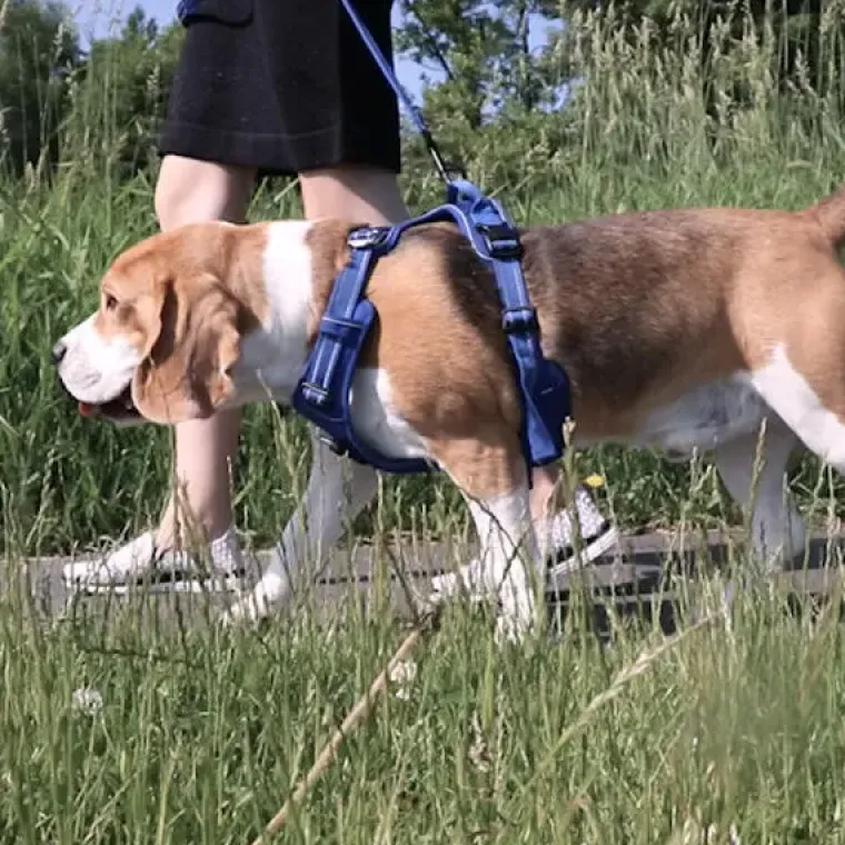 Hundeseler|Hvalpesele Og Hvalpeliner^TrueLove Explosion Proof | LUKSUS Hundesele