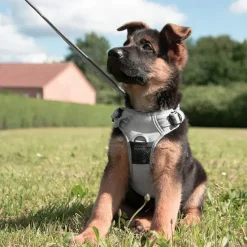 Hundeseler|Hvalpesele Og Hvalpeliner^TrueLove Explosion Proof | LUKSUS Hundesele