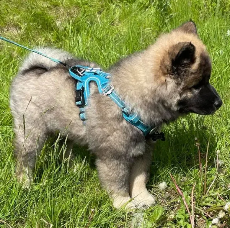 Hundeseler|Hvalpesele Og Hvalpeliner^TrueLove Explosion Proof | LUKSUS Hundesele