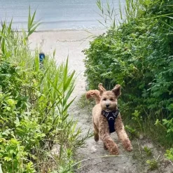 Hundeseler|Hvalpesele Og Hvalpeliner^TrueLove Explosion Proof | LUKSUS Hundesele