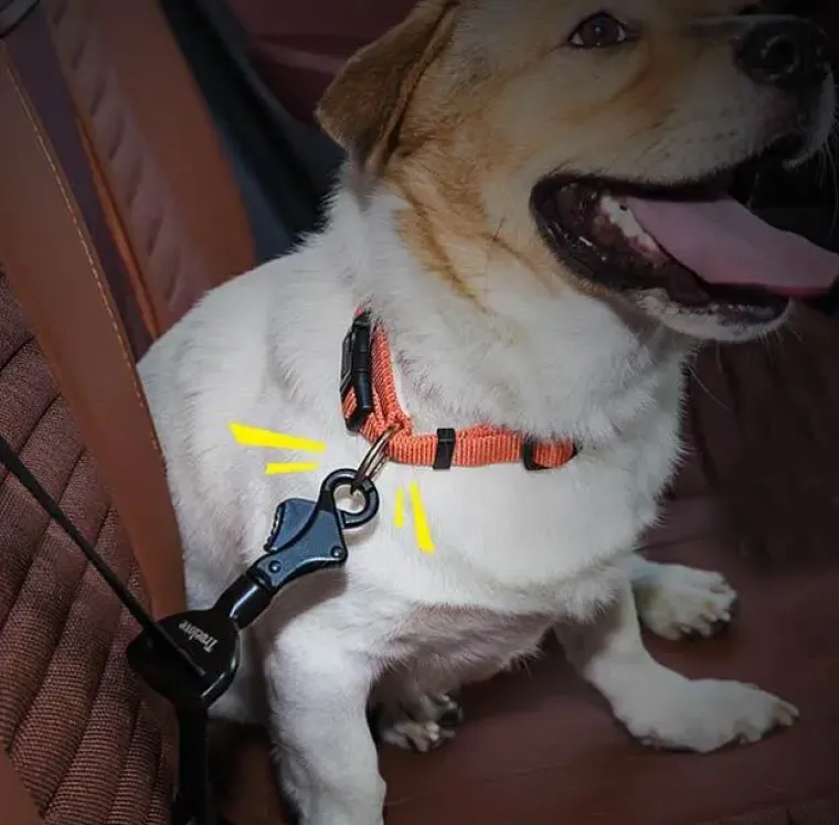 Hundeseler|Biltransport Af Hund^TrueLove Sikkerhedssele kobling