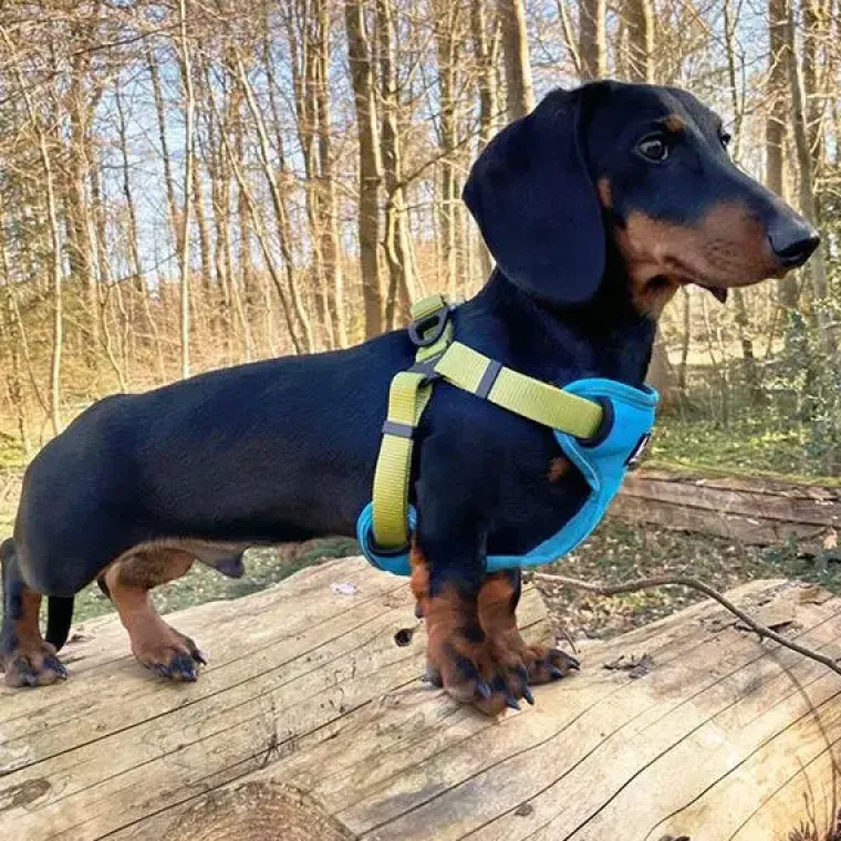 Hundeseler^TrueLove Step in sele | OUTLET