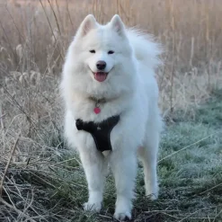 Hundeseler^TrueLove Step in sele | OUTLET