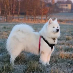 Hundeseler^TrueLove Step in sele | OUTLET