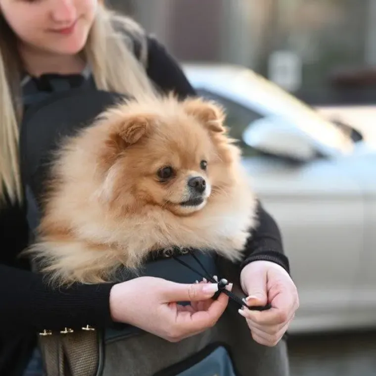 Hundetaske^KBL Vacation Kængurutaske