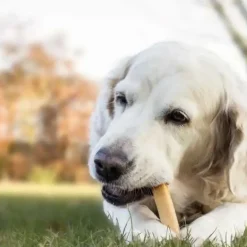 Hvalpegodbidder Og Gnaveben|Nytårskurven^Yaki dog snacks Yaki Tyggeben