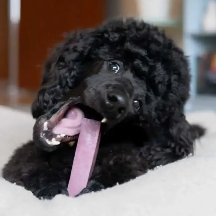 Godbidder Og Gnaveben^Yaki dog snacks Yaki Tyggeben | Blåbær