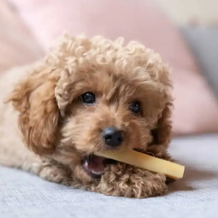 Godbidder Og Gnaveben^Yaki dog snacks Yaki Tyggeben | Peanutbutter